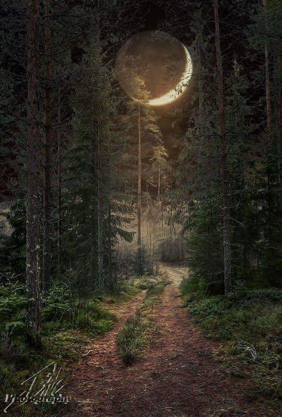 Sleeping in the Forest by Mary Oliver | Capricorn Science Blog