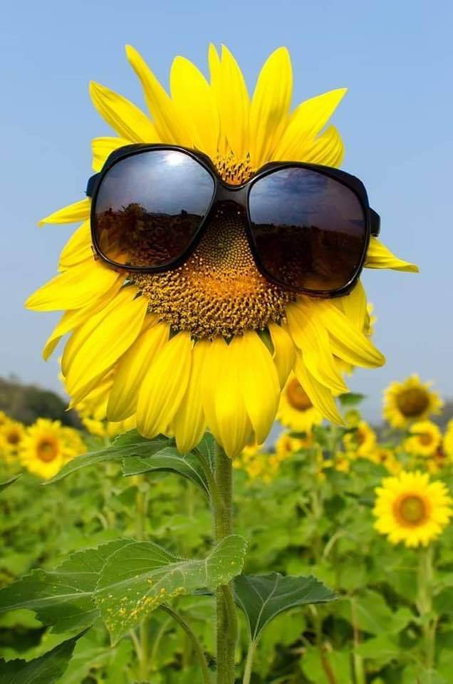 When Do Sunflowers Bloom In Kansas - Sunflower Field Near Me