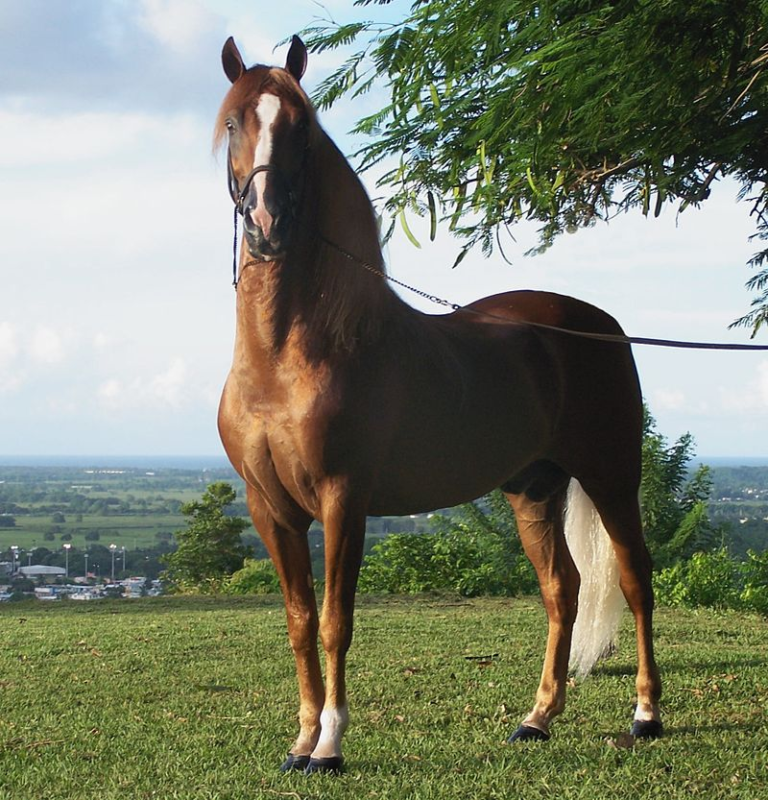 The one of it’s kind Paso Fino Horse from Puerto Rico Capricorn Science