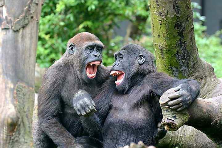 Do Animals Laugh? | Capricorn Science Blog