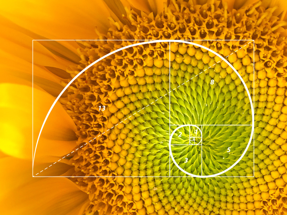 examples of the fibonacci sequence in nature